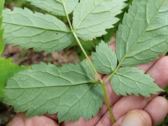 Actaea × ludovicii