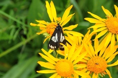 Gnophaela discreta