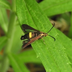 Carmenta pyralidiformis