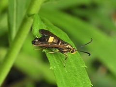 Carmenta pyralidiformis