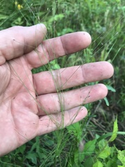 Eragrostis capillaris