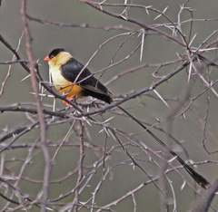 Shaft-Tailed Whydah photo 4