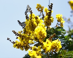 Peltophorum pterocarpum