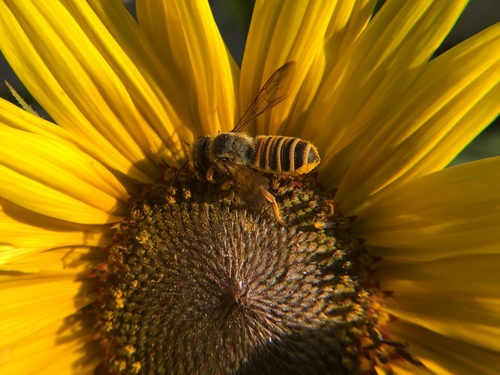 Megachile mellitarsis