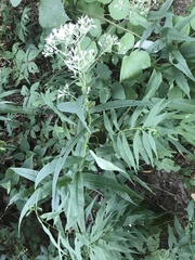 Eupatorium sessilifolium sessilifolium