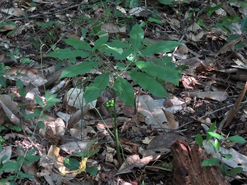 Arisaema dracontium image