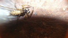 Spartaeus spinimanus