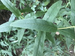 Eupatorium sessilifolium sessilifolium
