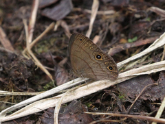 Hermeuptychia harmonia