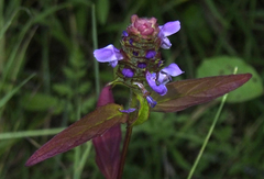 Prunella vulgaris lanceolata