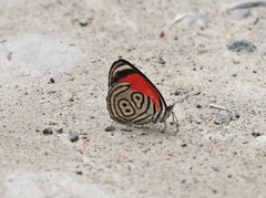 Diaethria euclides phlogea