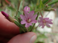 Epilobium ciliatum watsonii