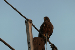 Buteo jamaicensis