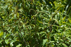 Miconia angustifolia