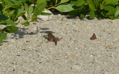 Aspidoscelis angusticeps