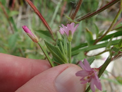 Epilobium ciliatum watsonii