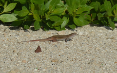 Aspidoscelis angusticeps