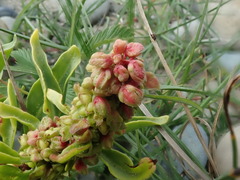 Rumex crassus