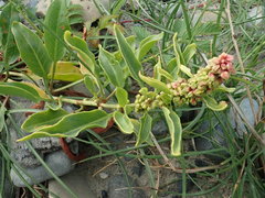 Rumex crassus