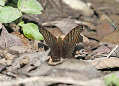 Hypanartia dione