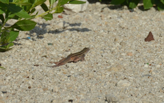 Aspidoscelis angusticeps