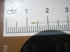 Eragrostis capillaris