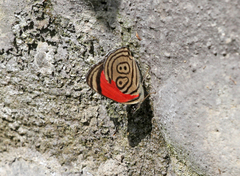 Diaethria euclides phlogea