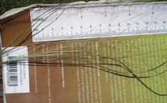 Eragrostis capillaris