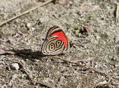 Diaethria euclides phlogea