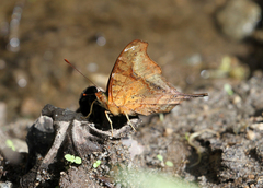 Hypanartia dione