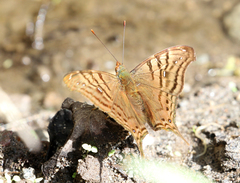 Hypanartia dione