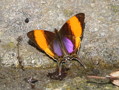 Marpesia marcella marcella