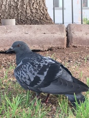 Columba livia domestica