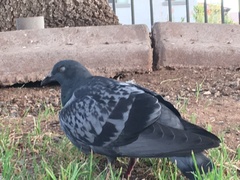 Columba livia domestica