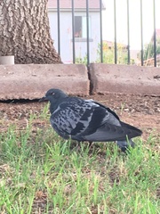 Columba livia domestica