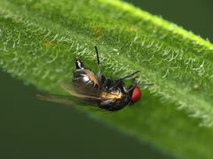 Nemorimyza posticata