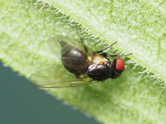 Nemorimyza posticata