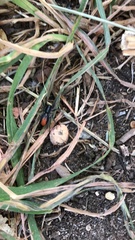 Castianeira occidens