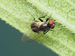 Nemorimyza posticata