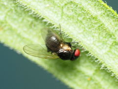 Nemorimyza posticata