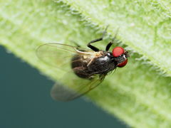 Nemorimyza posticata