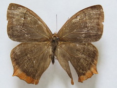 Taygetis rufomarginata
