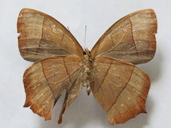 Taygetis rufomarginata