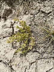 Nitrophila occidentalis
