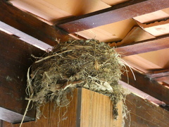 Columbina talpacoti