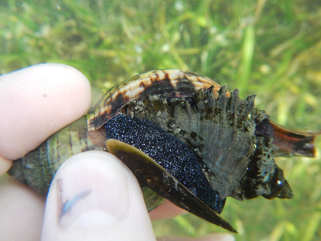 Chicoreus dunni