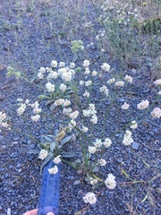 Eriogonum nudum nudum