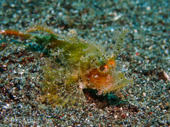 Pteroidichthys amboinensis