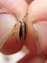 Aelia americana