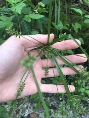 Cyperus tetragonus